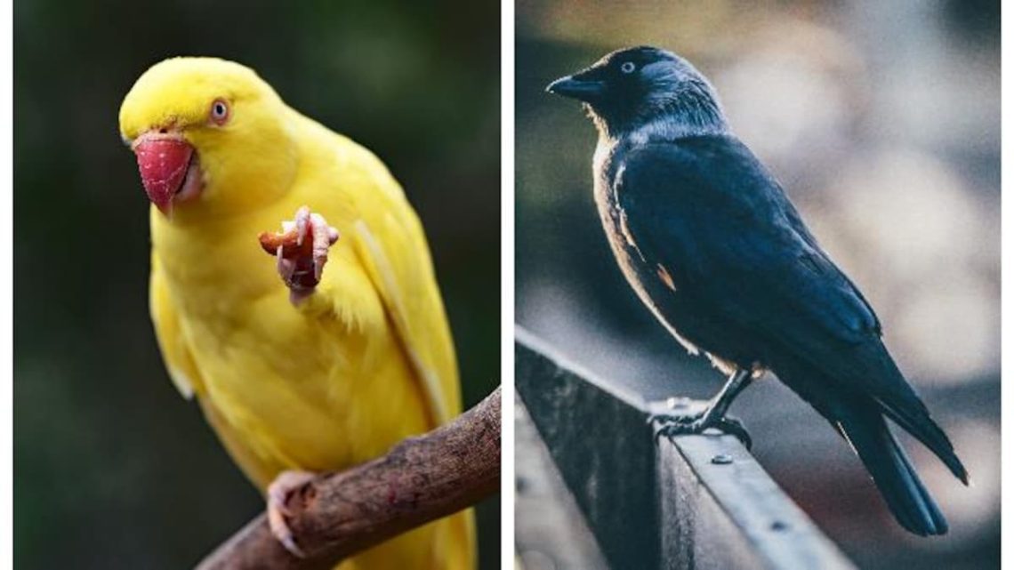 The intellectual potential of parrots and crows is higher than that of monkeys