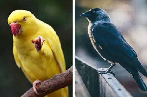 The intellectual potential of parrots and crows is higher than that of monkeys