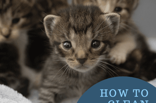 The kitten&#8217;s eyes fester &#8211; why and what to do?