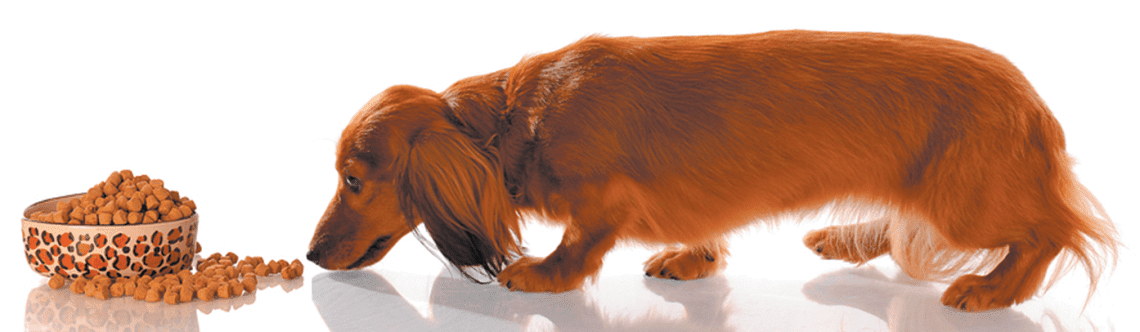 The main mistakes of dog owners in nutrition