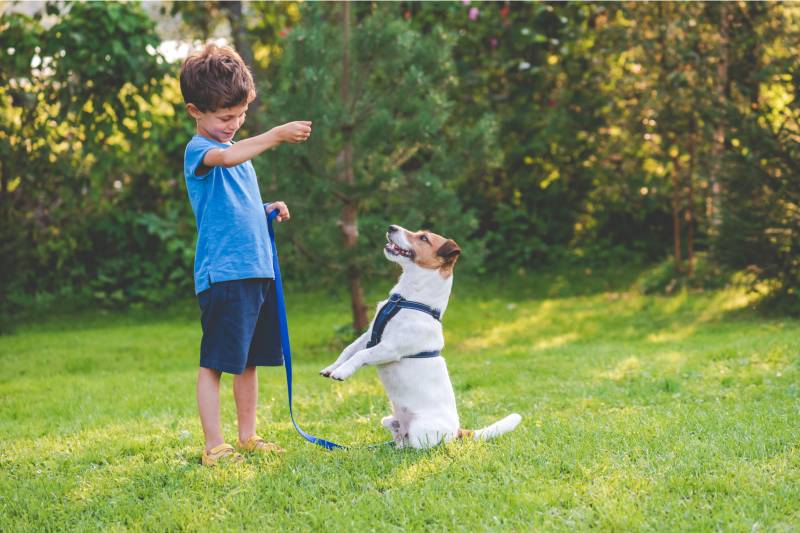 The main mistakes of dog owners in training