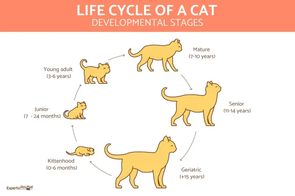 The main periods of the life of cats