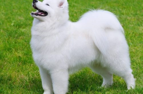 The most beautiful dog breeds in the world