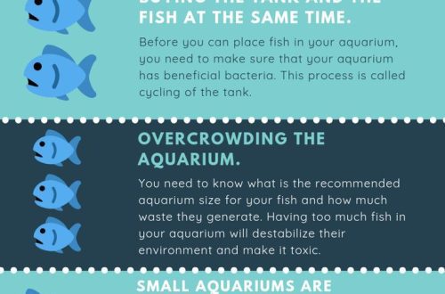 The most common aquarist mistakes
