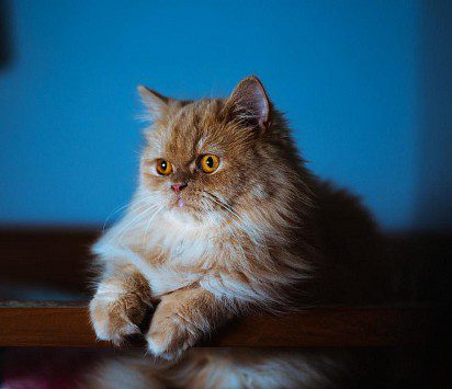 The most expensive cat breeds with photos