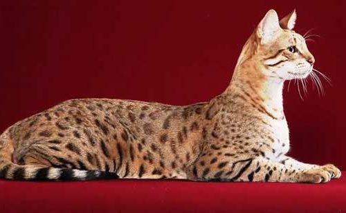 The most expensive cat breeds with photos
