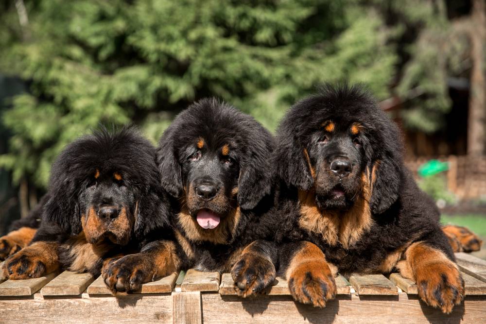 The most expensive dogs in the world