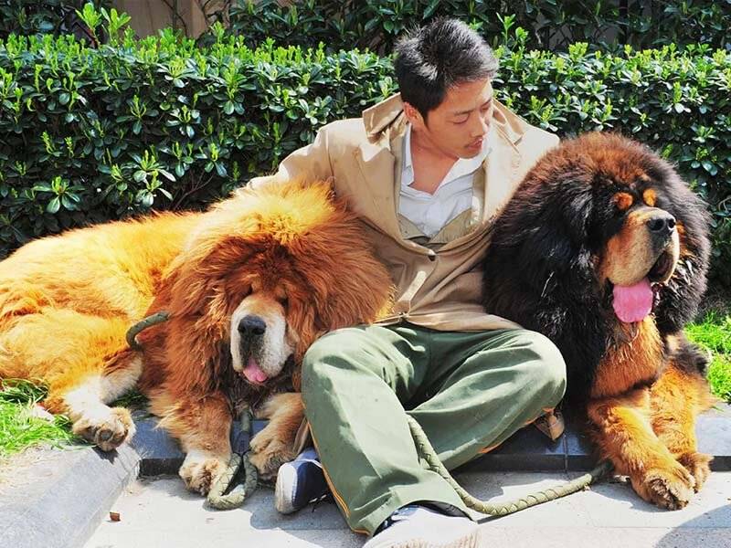 The most expensive dogs in the world