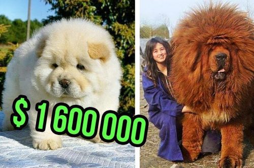 Maailma kõige kallimad koerad