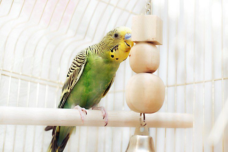 The most necessary toys for parrots