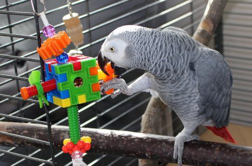 The most necessary toys for parrots