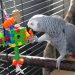 Parrot safety on New Year&#8217;s Eve