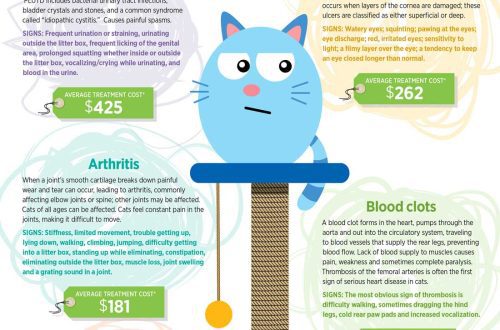 The most painful cat breeds: top 5