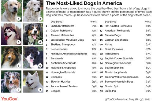 A legnépszerűbb kutyafajták