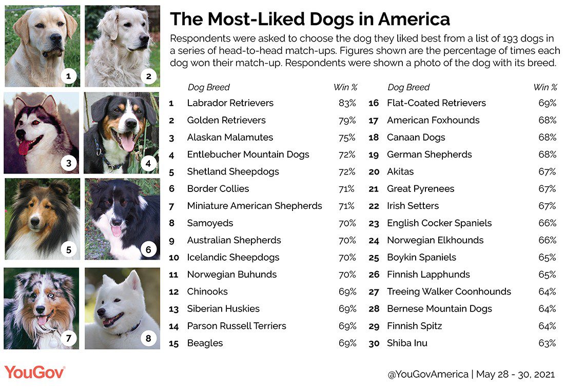 The most popular dog breeds