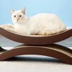 The most popular gadgets for cats