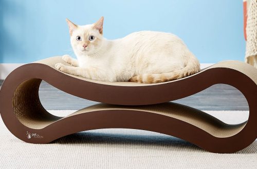 The most popular gadgets for cats