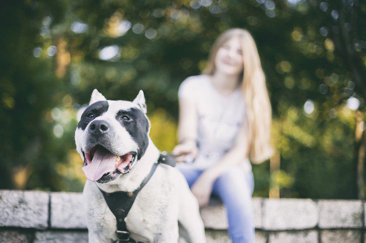 The most popular myths about dogs