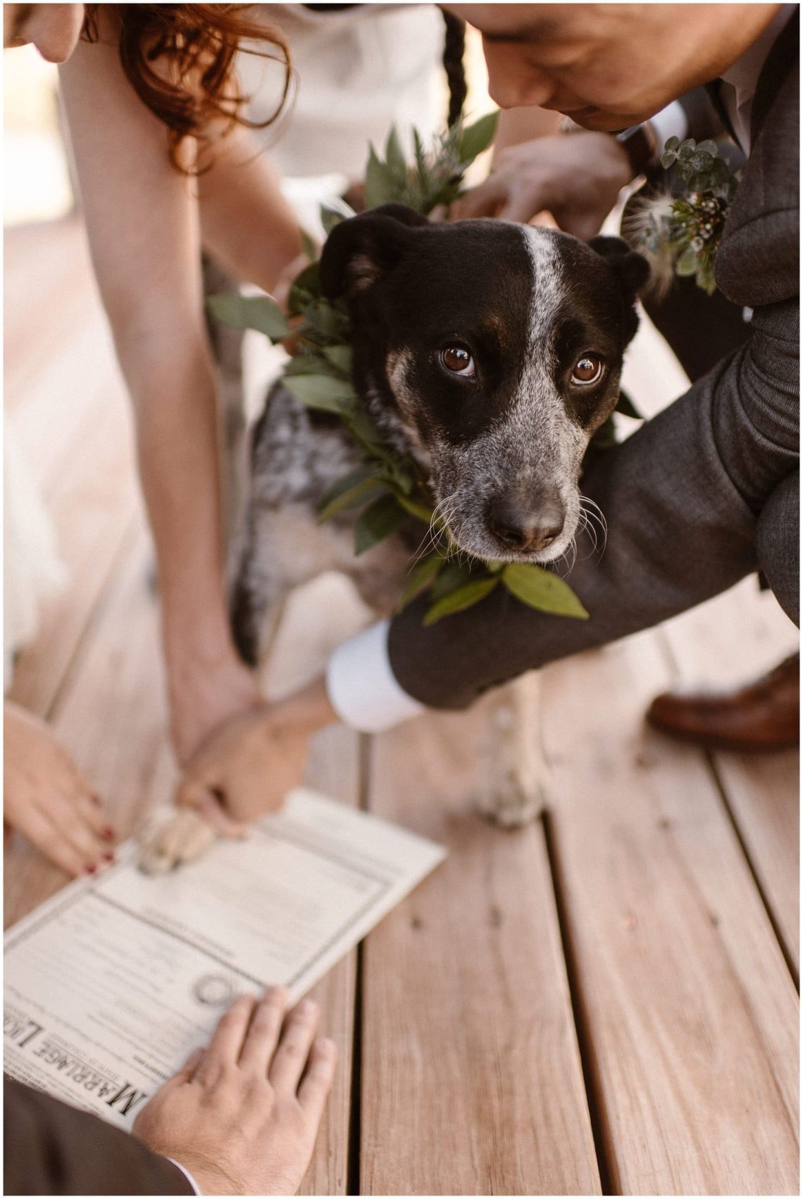 The most unusual wedding: the witnesses of the marriage were &#8230; shepherd dogs!