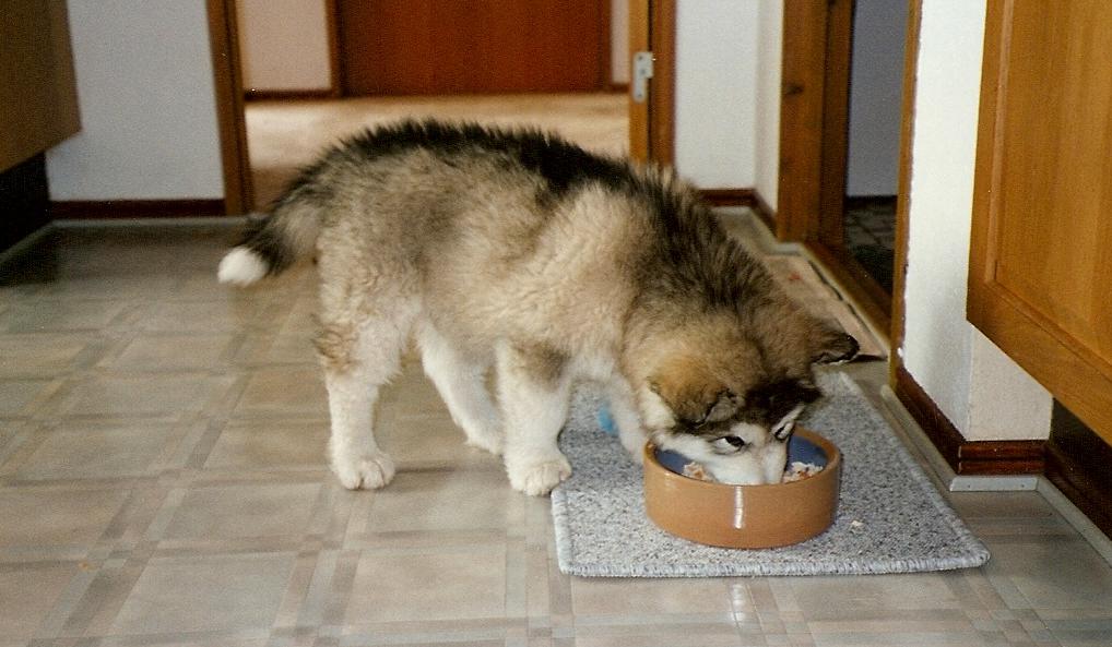 The norm of feeding a puppy with natural food