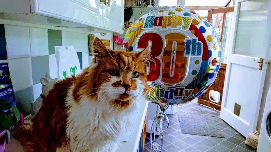 The oldest cat in the world celebrated its 30th anniversary!