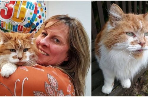The oldest cat in the world celebrated its 30th anniversary!