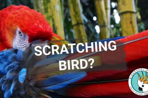 The parrot constantly itches &#8211; what to do?