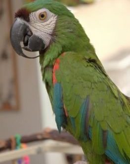 The parrot has a long beak: what to do?