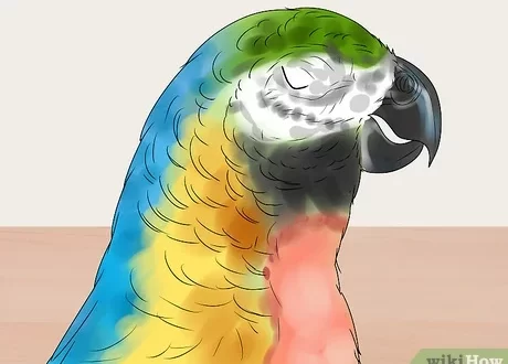 The parrot has a molt: what to do
