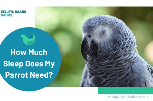 The parrot is constantly sleeping: why? How much should you sleep?