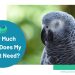 Why does the budgerigar tremble?