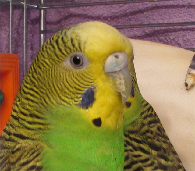 The parrots beak exfoliates - what to do?