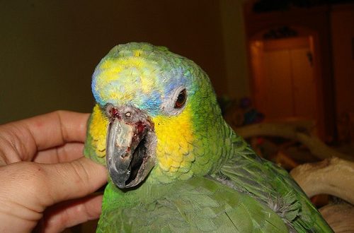 The parrot&#8217;s beak exfoliates &#8211; what to do?