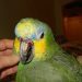 The parrot constantly itches &#8211; what to do?