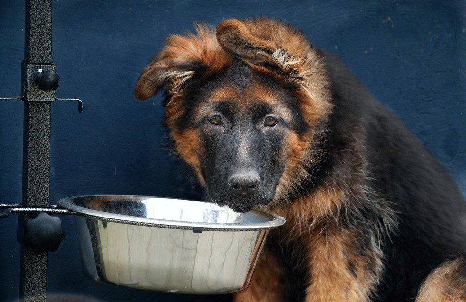 The puppy is afraid to eat from a bowl