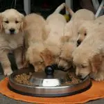 The puppy is afraid to eat from a bowl