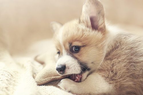 The puppy is teething: what to do?