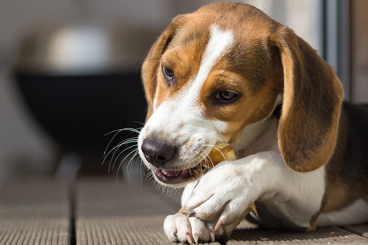 The puppy is teething: what to do?