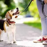 The right to choose for a dog for a walk