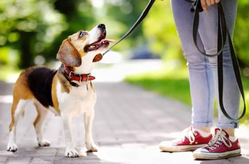 The right to choose for a dog for a walk