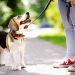 How to form a secure dog attachment
