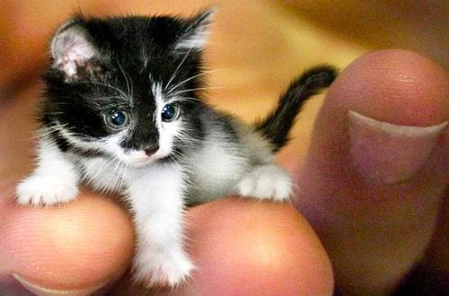 The smallest cats