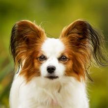 The smartest dog breeds: TOP-10 with photos