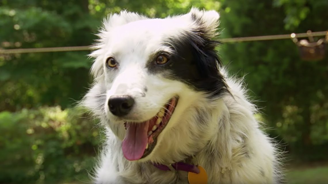 The smartest dog in the world knows more than 2 words