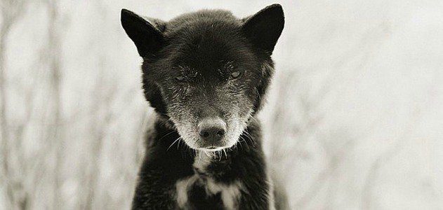 The story of a photographer who captures the last days of elderly animals