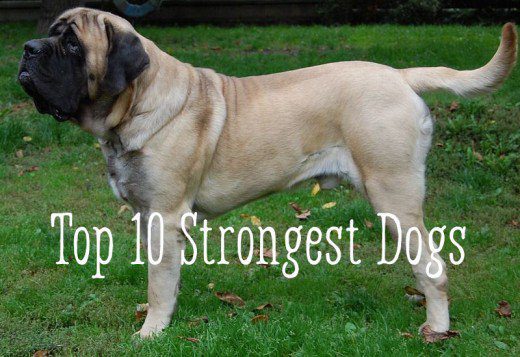 A világ legerősebb kutyái: a legjobb 10 fajta