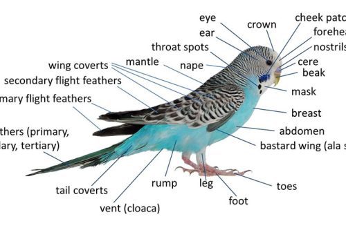 The structure of the budgerigar
