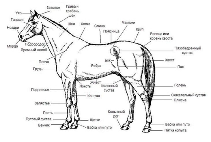 The structure of the horse