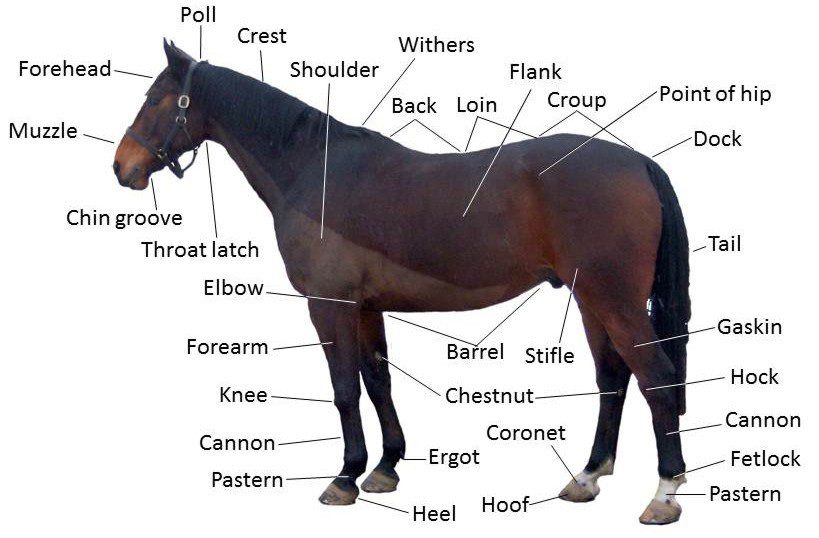 The structure of the horse