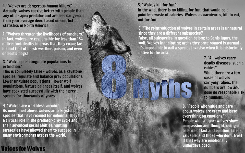 The wolf is not so scary &#8230; 6 myths about wolves